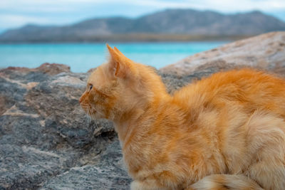 Full length of a cat on rock