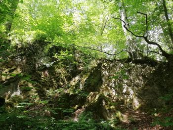 Trees growing in forest
