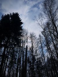 Low angle view of silhouette trees in forest against sky