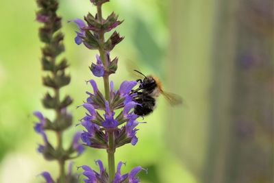 Close-up of bee pollinating on purple flower