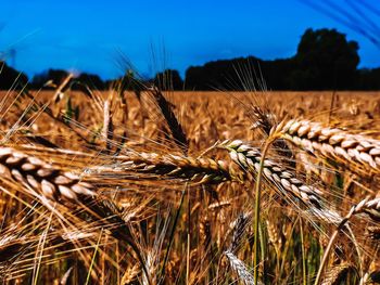 Close-up of stalks in field