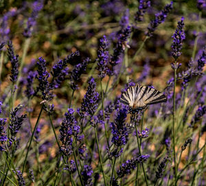 Close-up of butterfly pollinating on purple flowering plant