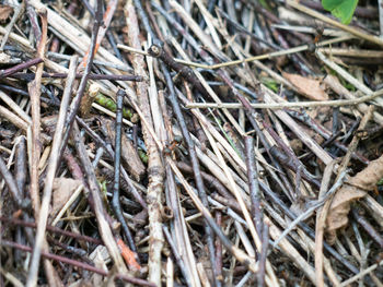 Close-up of plant