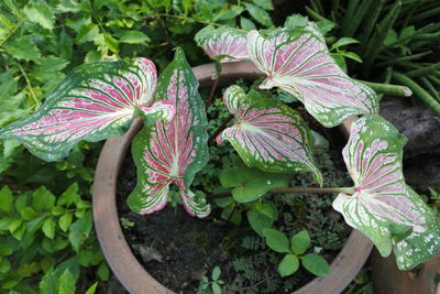 High angle view of purple flowering plant in garden