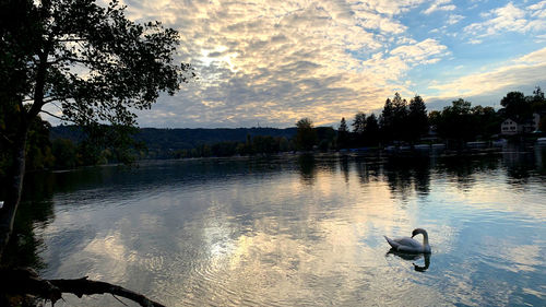 Swans swimming in lake