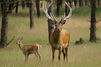 Deer in forest