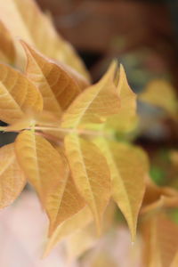 Close-up of autumn leaf