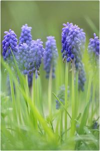 Close-up of grape hyacinth in field