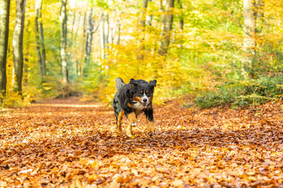 Portrait of a dog in forest