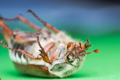 Close-up of spider