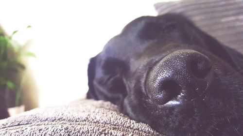 Close-up portrait of black dog relaxing at home