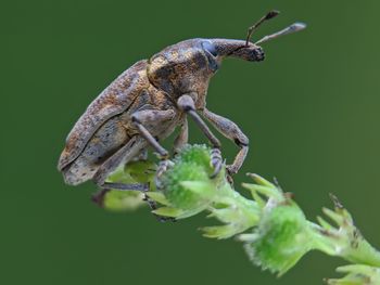 Close-up of insect on plant