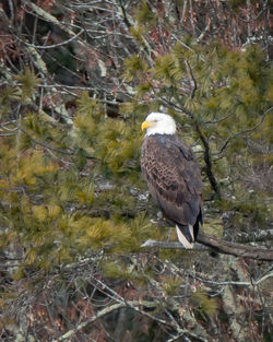 Bird perching on tree trunk