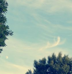 Low angle view of trees against sky