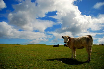 Cow standing on grassy field against cloudy sky