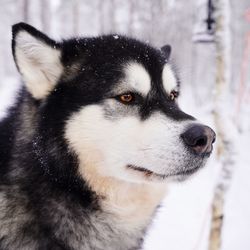 Close-up of husky dog outside in snowy cold