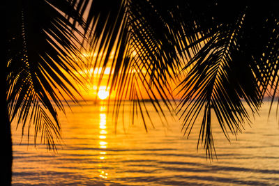 Palm trees against sea during sunset