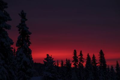 Silhouette of trees during sunset