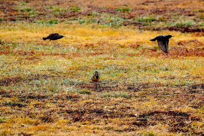 Ducks on grass