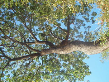 Low angle view of trees