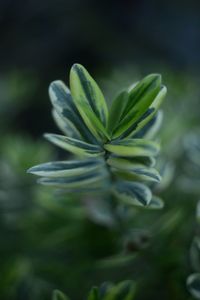 Close-up of plant