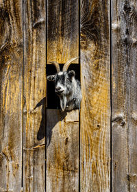 Goat looking through wooden wall