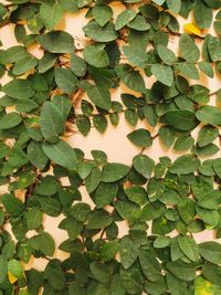 High angle view of leaves growing on tree