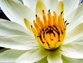 Close-up of white lily