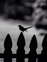 Close-up of bird against sky