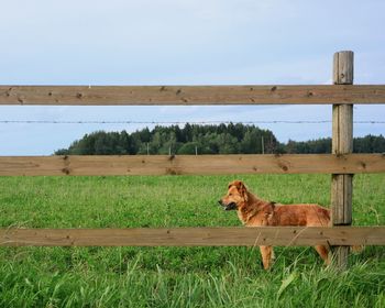 View of a horse on field