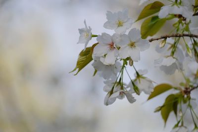 Close-up of cherry blossoms in spring