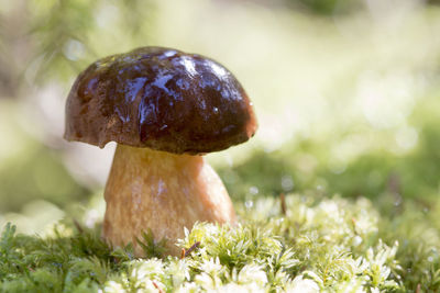 Close-up of mushroom growing on field