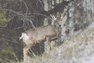 Deer in a forest