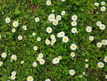 Full frame shot of white flowers blooming in field