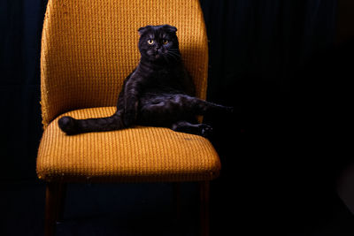 Scottish fold black cat sitting on chair looking at camera on black background