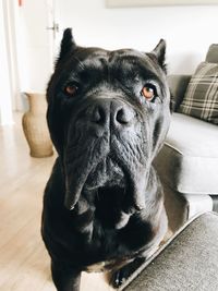 Portrait of dog at home