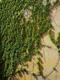 Full frame shot of green plants