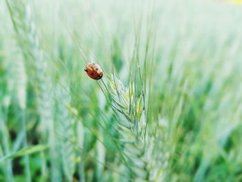 Close-up of ladybug on grass