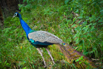 Blue bird on a field