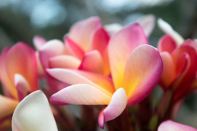 Close-up of pink tulip