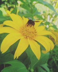 Close-up of insect on yellow flower