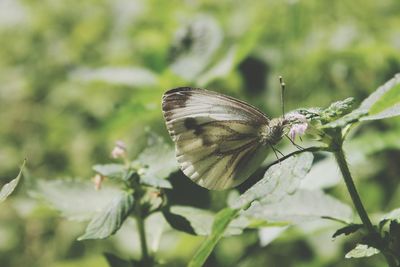 Close-up of butterfly on leaf