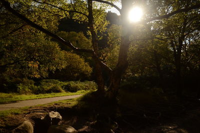 Trees in forest