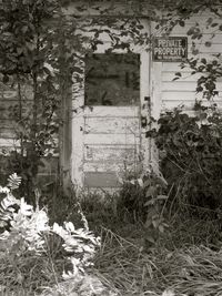 Plants growing in house