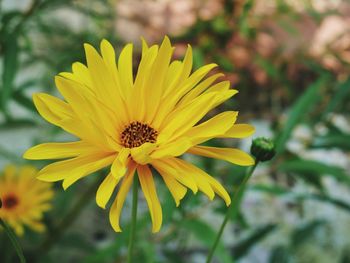 Close-up of yellow flower