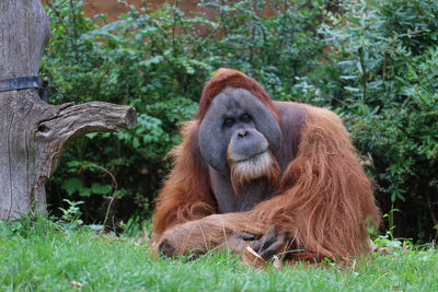 Monkey sitting in a garden