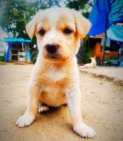 Portrait of puppy sitting outdoors