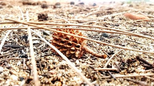 Close-up of sand on field