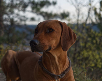 Close-up of dog looking away on field