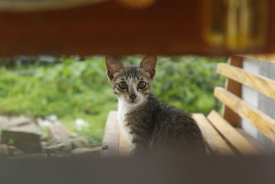 Portrait of cat sitting on floor